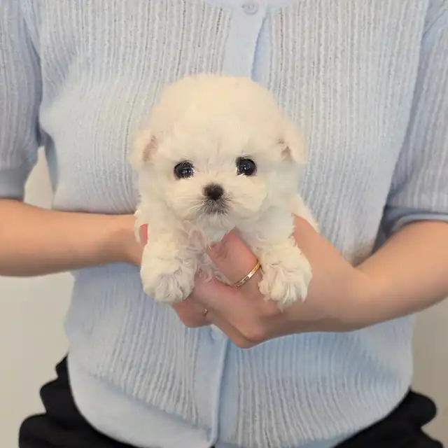 비숑프리제 분양