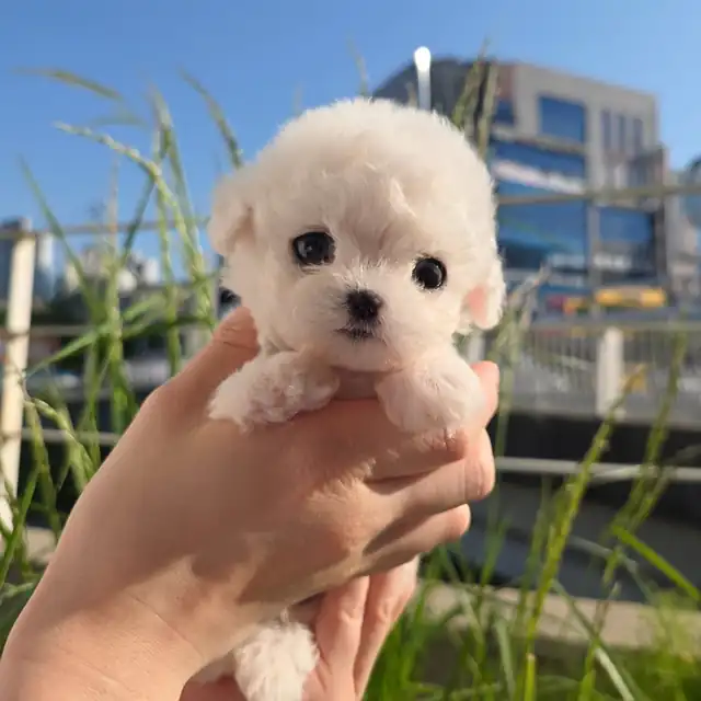 비숑프리제 사진 4