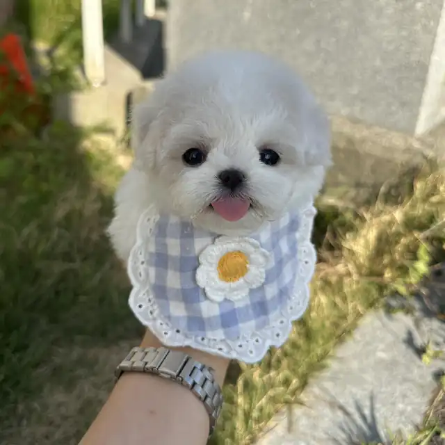 비숑프리제 사진 6