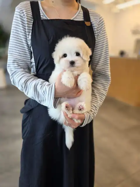 꼬똥드툴레아 사진 2