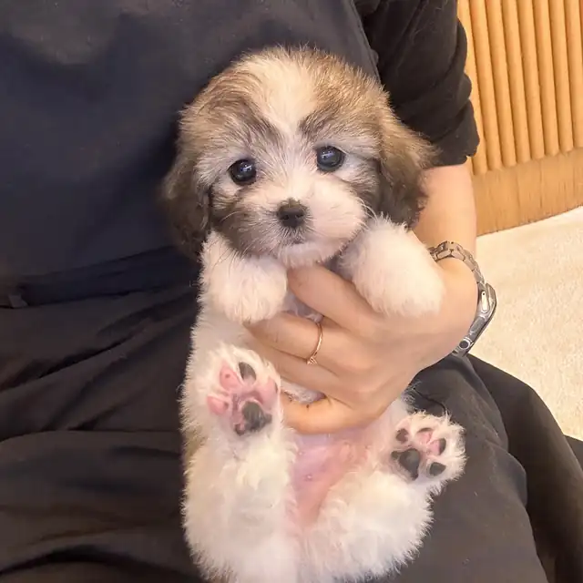 꼬숑 사진 2
