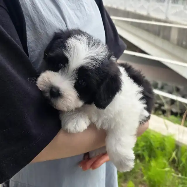 꼬숑 사진 5