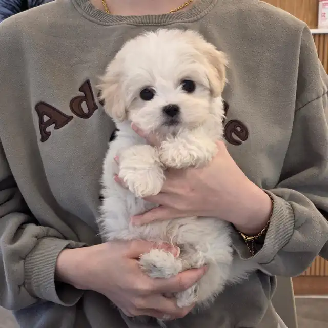 꼬숑 사진 6