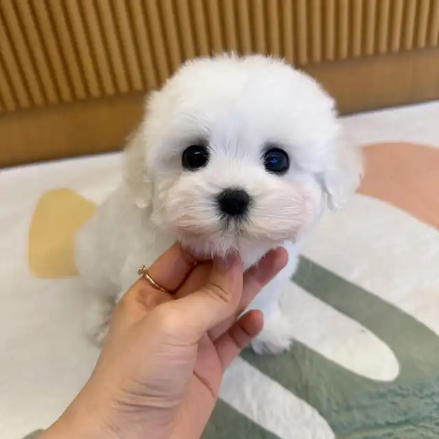 꼬숑 분양