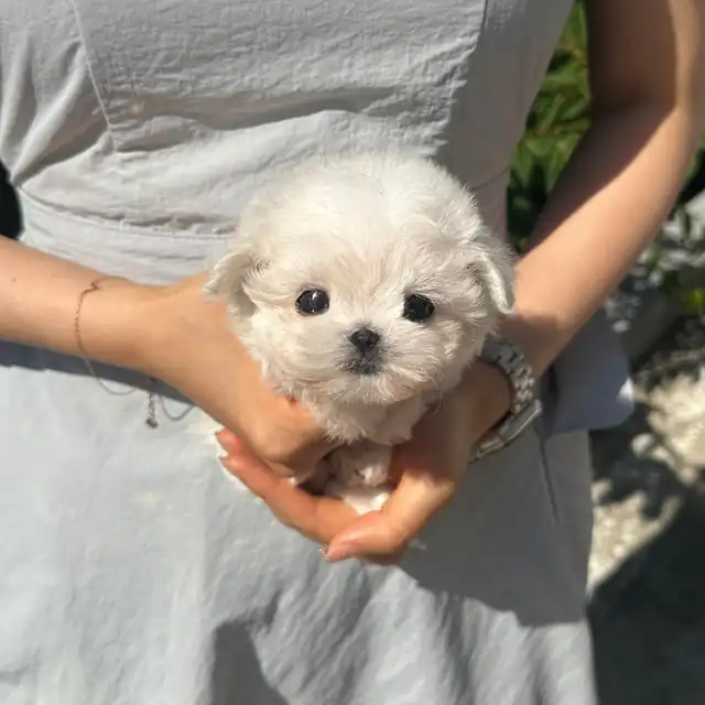 말티즈 분양