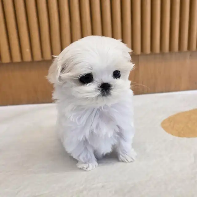 말티즈 사진 5