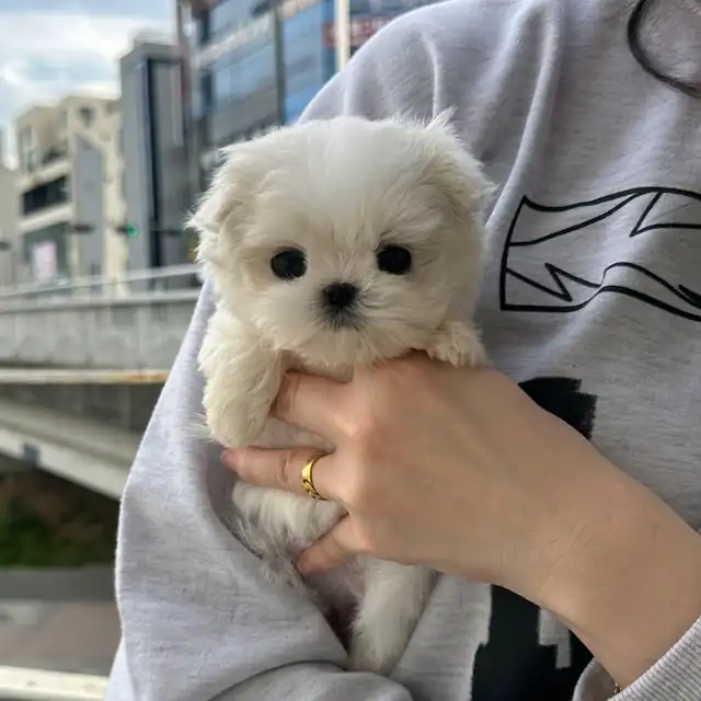 말티즈 사진 6