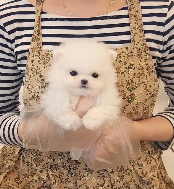말티폼 사진 3