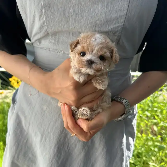 말티푸 사진 3