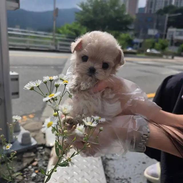 말티푸 사진 4