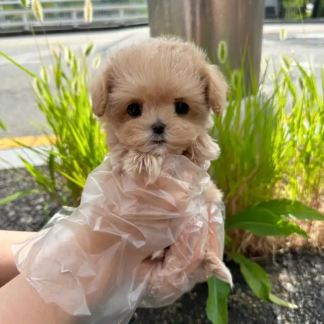 말티푸 사진 6