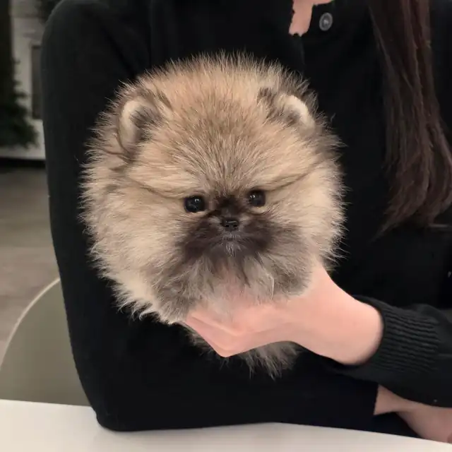 포메라니안 분양