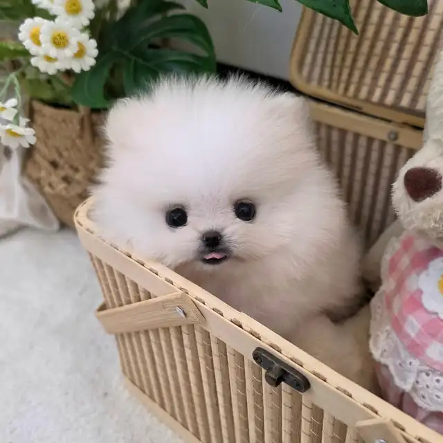 포메라니안 사진 2
