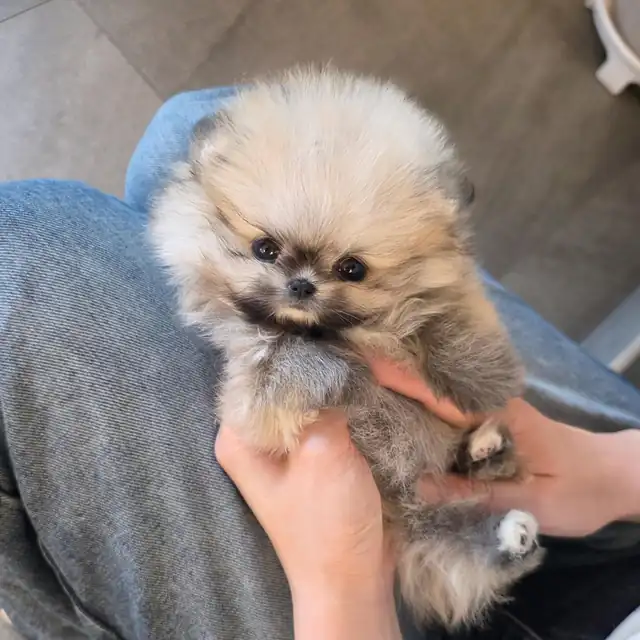 포메라니안 사진 3