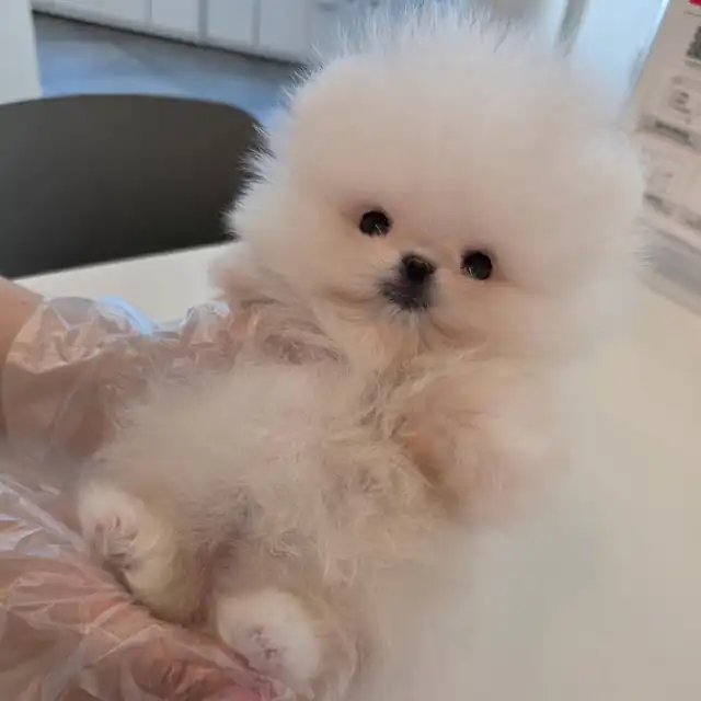 포메라니안 사진 4