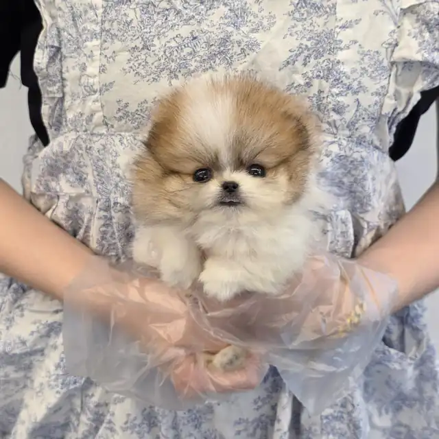 포메라니안 사진 5