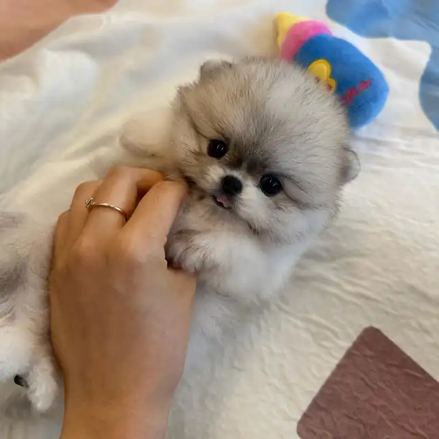 포메라니안 사진 6