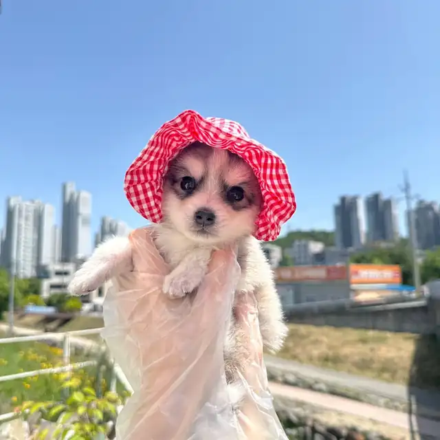 폼스키 사진 4
