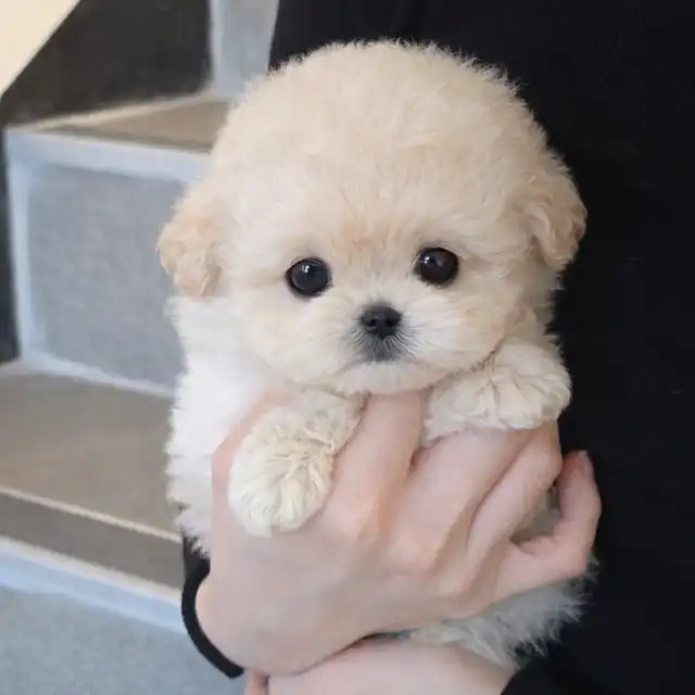 푸숑 사진 6
