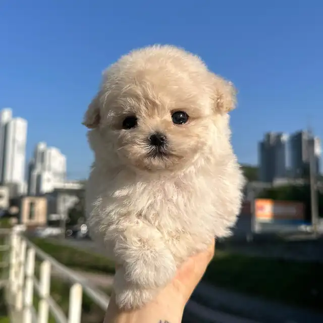 푸들 사진 2