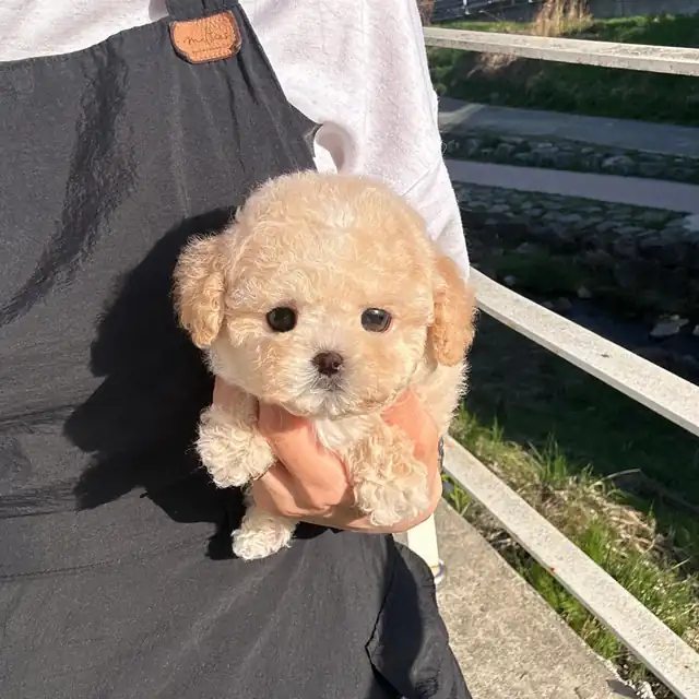 푸들 사진 3