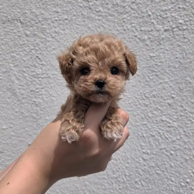 푸들 사진 4