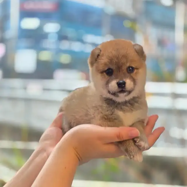 시바견 사진 2