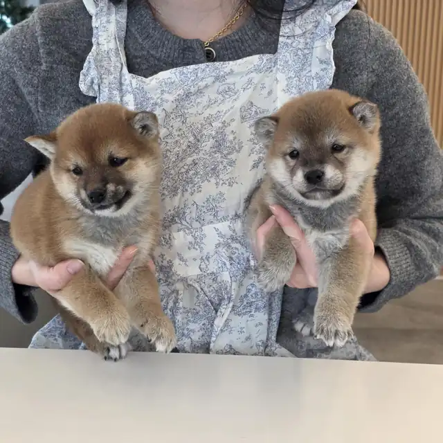 시바견 사진 6