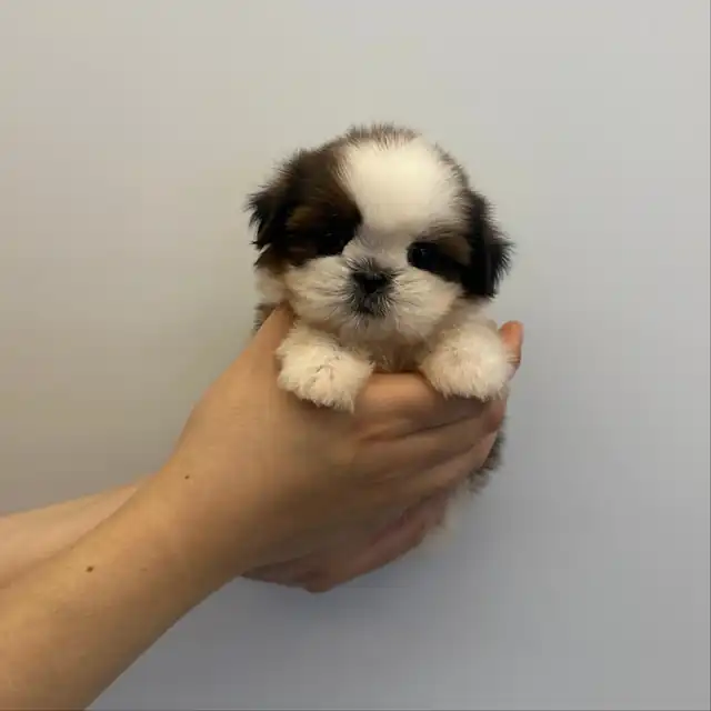 시츄 분양