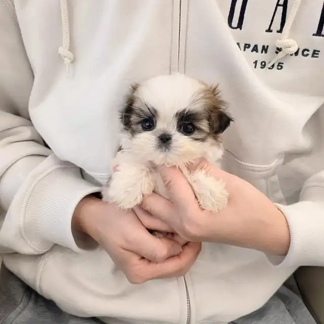 시츄 사진 3