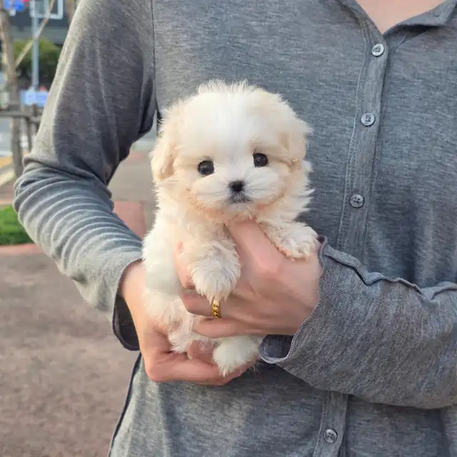 소형견 사진 2