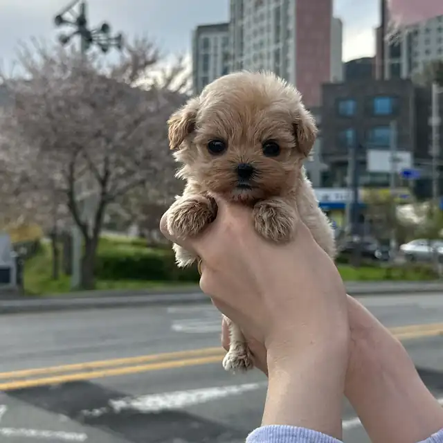 소형견 사진 4
