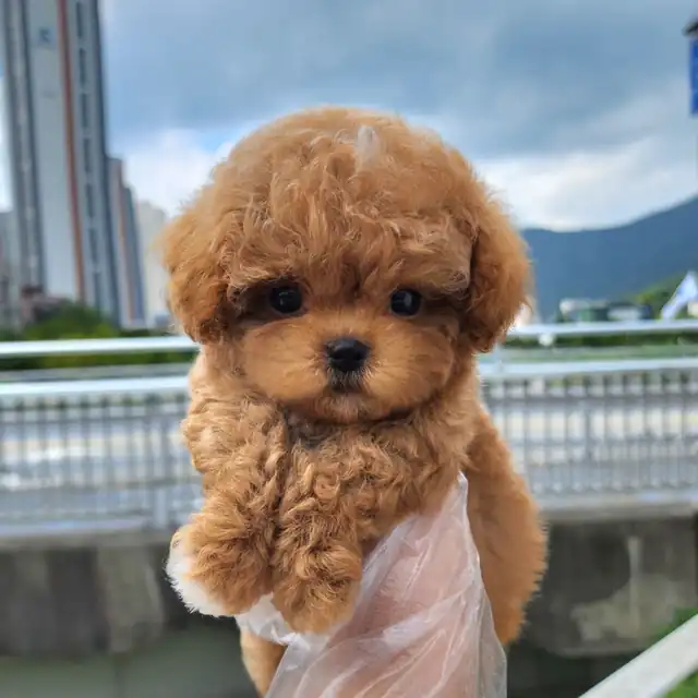 토이푸들 분양