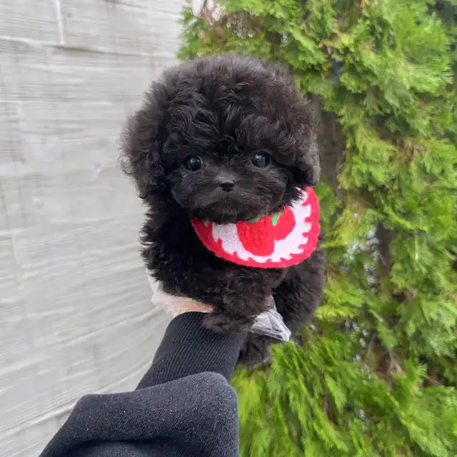 토이푸들 사진 2