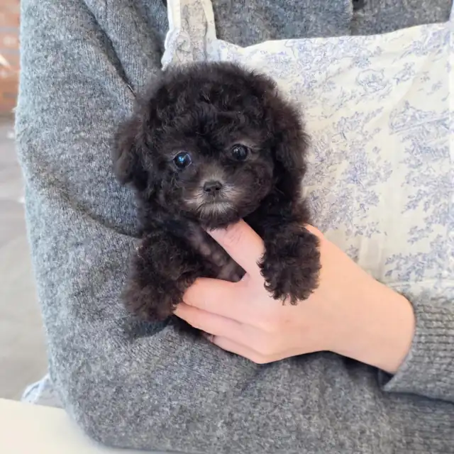 토이푸들 사진 3