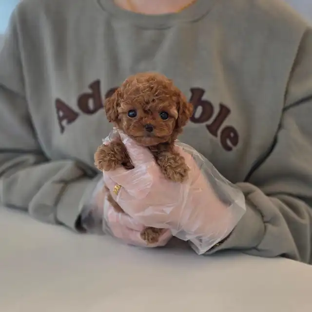 토이푸들 사진 4