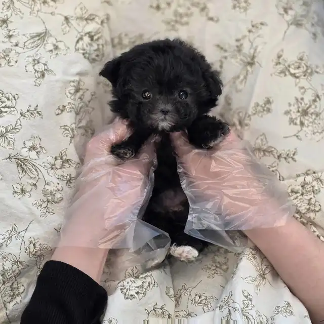 토이푸들 사진 5