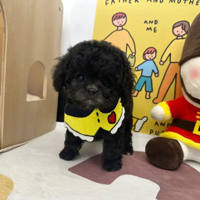 토이푸들 사진 6