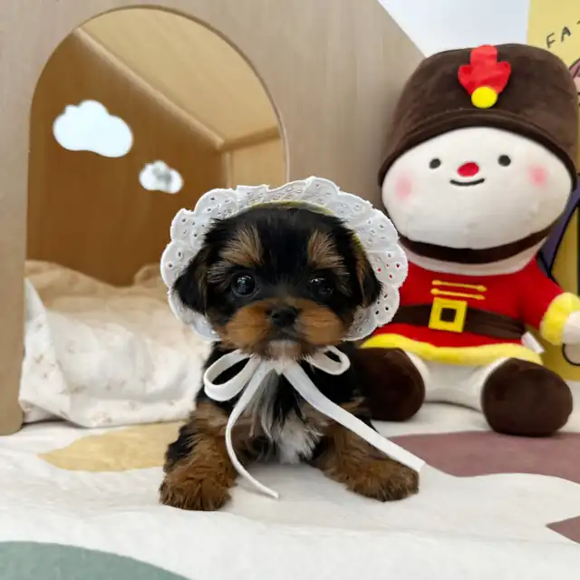 요크셔테리어 사진 4